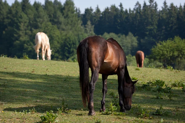Paarden in de wei — Stockfoto