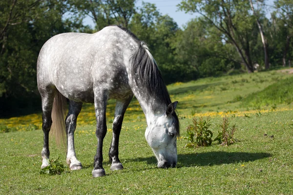 Horse in the meadow — Stock Photo, Image