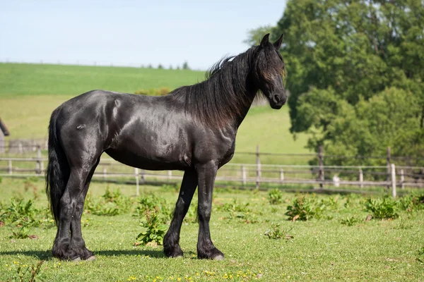 Cavalo preto no prado — Fotografia de Stock