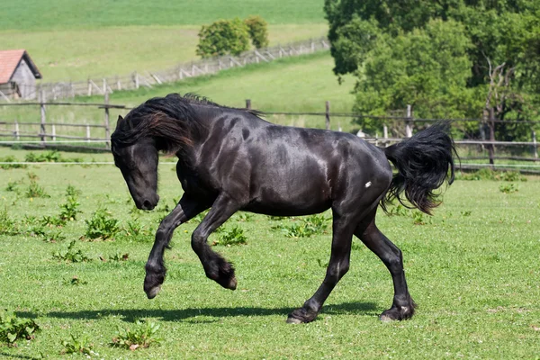 Чёрный конь скачет галопом — стоковое фото