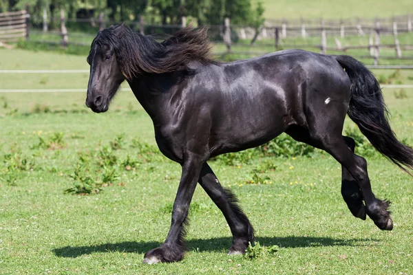 Schwarzes Pferd läuft galoppierend — Stockfoto