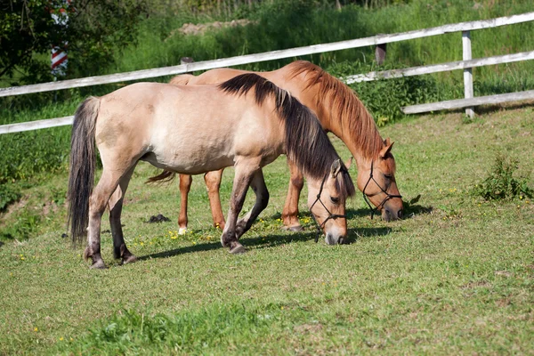 Cavalli nel prato — Foto Stock