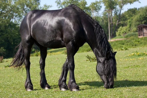 草地上的黑马 — 图库照片