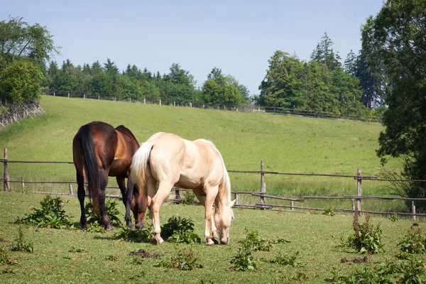ม้าในทุ่งหญ้า — ภาพถ่ายสต็อก