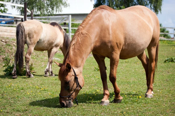 Paarden in de wei — Stockfoto