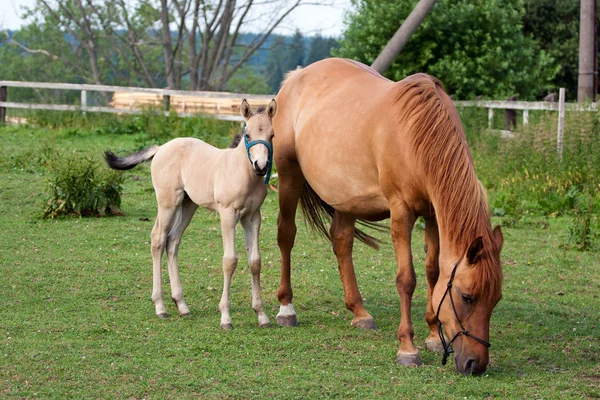 Mare and her foal — Stock Photo, Image