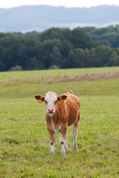 stock image Calf