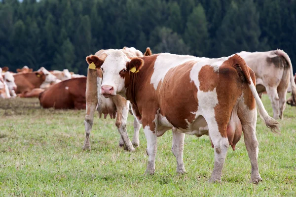 Vacas lecheras en pastos — Foto de Stock