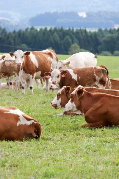 Krów mlecznych w pastwiska — Zdjęcie stockowe