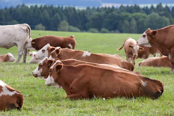 Dairy cows in pasture — Stock Photo, Image