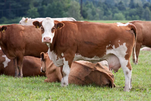 Krów mlecznych w pastwiska — Zdjęcie stockowe