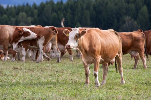 Vacas lecheras en pastos — Foto de Stock