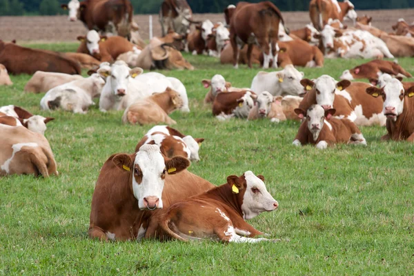 Vacas leiteiras em pastagens — Fotografia de Stock