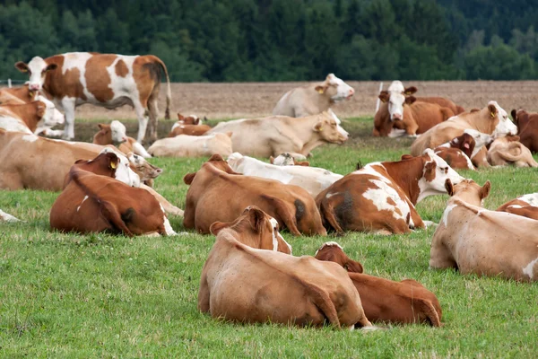 Αγελάδες γαλακτοπαραγωγής σε Λιβάδι — Φωτογραφία Αρχείου