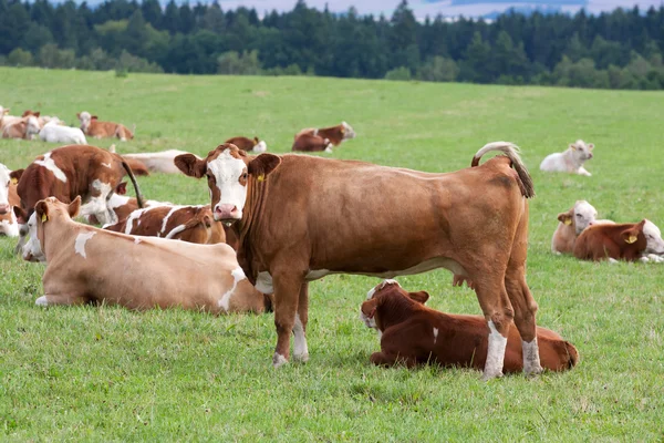Vacas lecheras en pastos —  Fotos de Stock