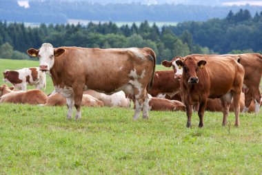 Dairy cows in pasture clipart