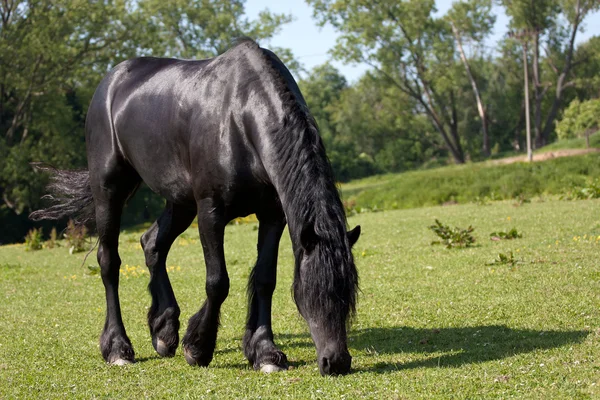 Schwarzes Pferd auf der Weide — Stockfoto