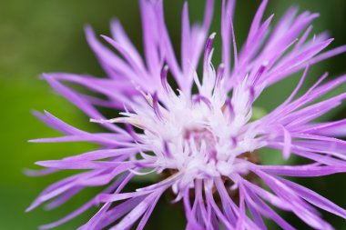 Cornflower yeşil çayır üzerinde