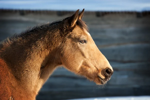 Лошадь в меде — стоковое фото