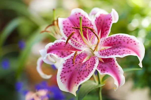 Lily flor rosa — Fotografia de Stock