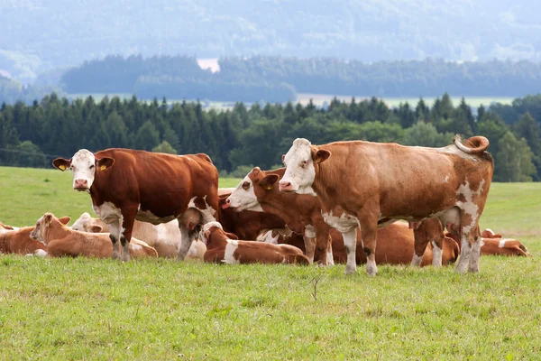 Arazide süt inekleri — Stok fotoğraf