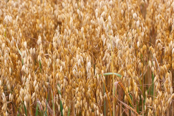 小麦秸秆 — 图库照片