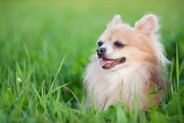 Cute Chihuahua in green grass on a summer day — Stock Photo, Image