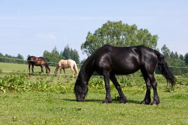 Horses in the meadow — Stock Photo, Image