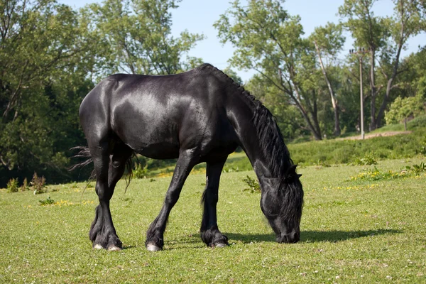 초원에 있는 검은 말 — 스톡 사진