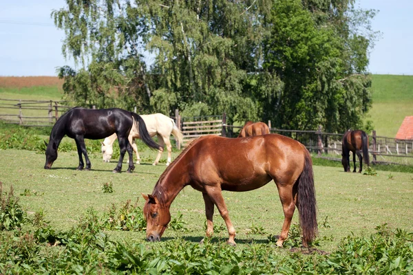 Horses in the meadow — Stock Photo, Image