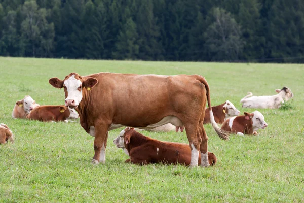 Arazide süt inekleri — Stok fotoğraf