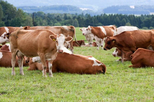 Milchkühe auf der Weide — Stockfoto