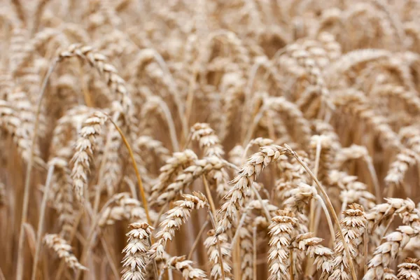 Пшеничные соломинки — стоковое фото