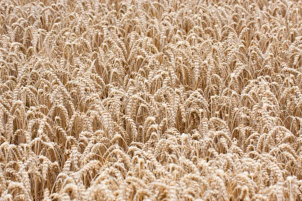 Пшениця соломкою — стокове фото