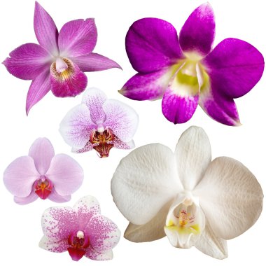 Beyaz üzerine izole edilmiş orkide çiçeği koleksiyonu