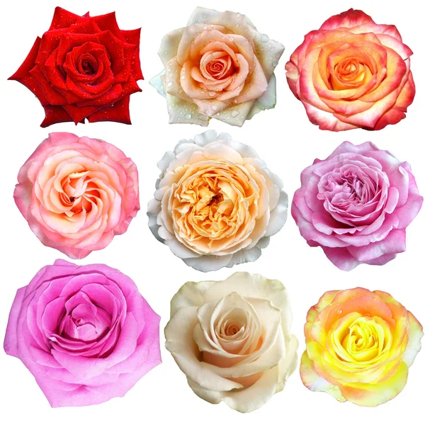 Assortiti su fiori di rosa — Foto Stock