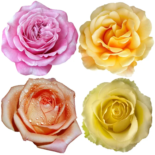 A rosa floresce — Fotografia de Stock