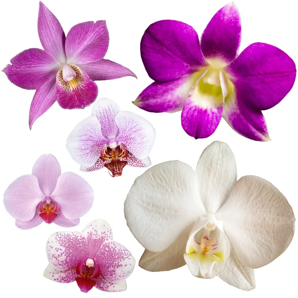 Beyaz üzerine izole edilmiş orkide çiçeği koleksiyonu — Stok fotoğraf