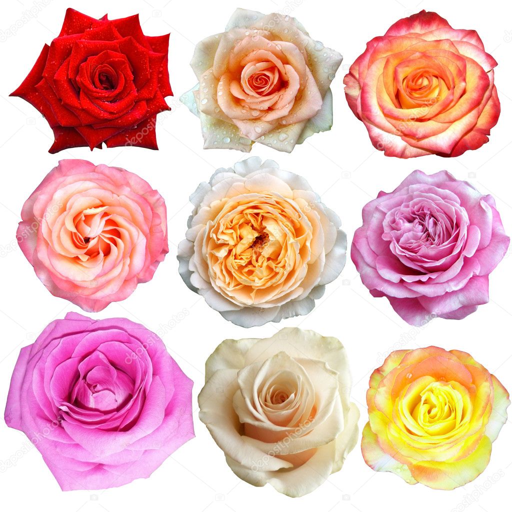 Assorted on rose blooms