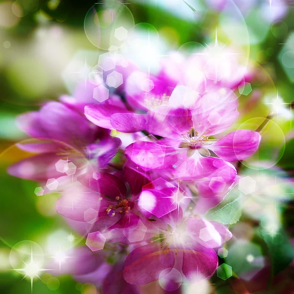 Bellissimo sfondo floreale astratto con boccioli di fiori rosa e d — Foto Stock