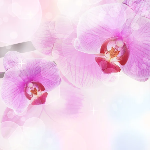 Orkidé bakgrund, anbud oskärpa färger och bokeh — Stockfoto
