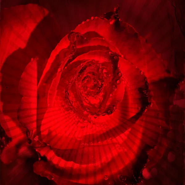 День рождения или открытка ко Дню матери, фон с розами — стоковое фото