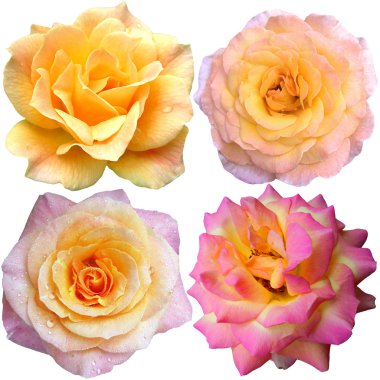 Set with a beautiful roses clipart