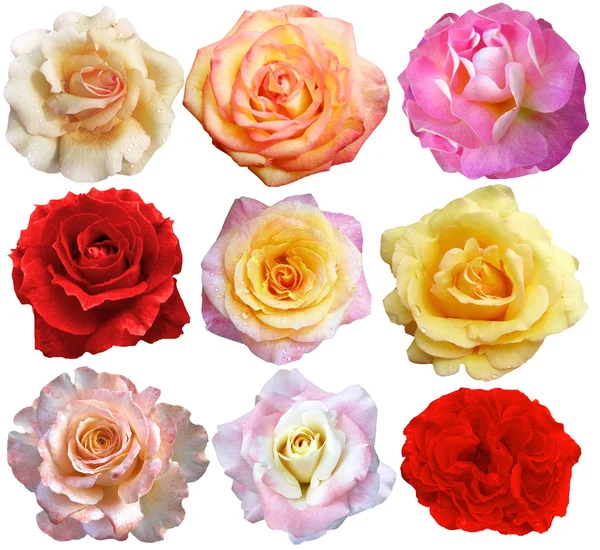 Conjunto de 9 rosas florescendo — Fotografia de Stock