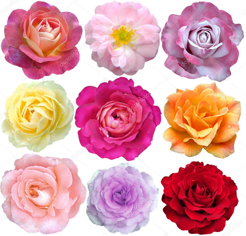 Set of 9 roses blooming