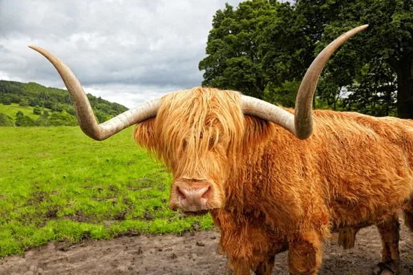 İskoç yayla sığır çayır üzerinde — Stok fotoğraf