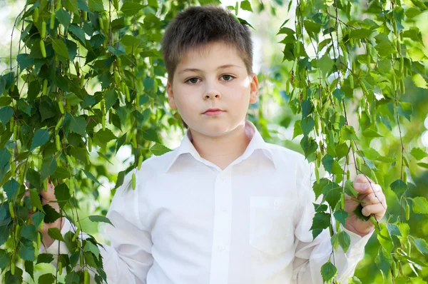 O menino na floresta de bétula — Fotografia de Stock