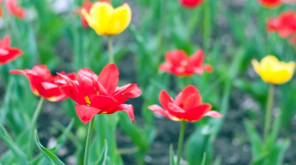 Záhon s krásné růžové tulipány — Stock fotografie