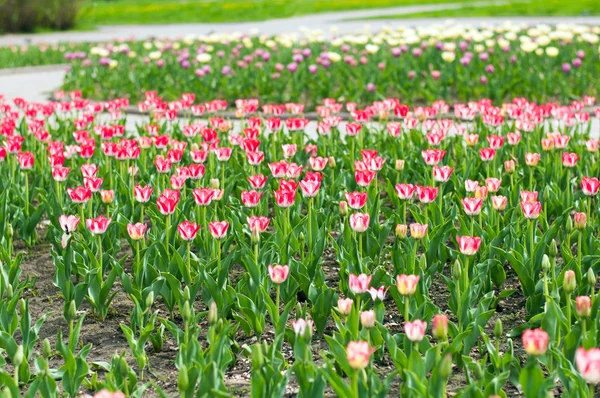 Un'aiuola con bellissimi tulipani rosa — Foto Stock