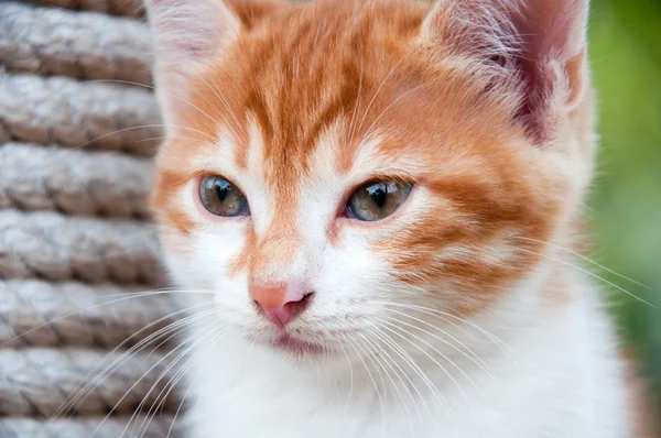 Ritratto di un gattino zenzero sulla natura — Foto Stock